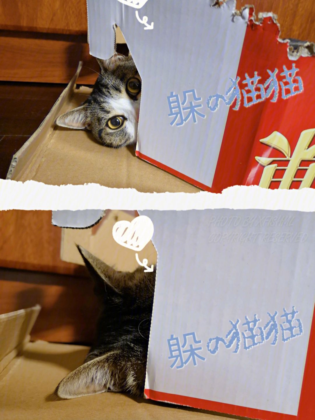喵喵钱包苹果版喵喵钱包开会员是真的吗